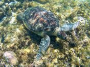 2016_0311_070345_012