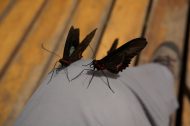 DSC00154