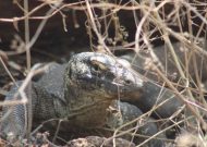 IMG_1525